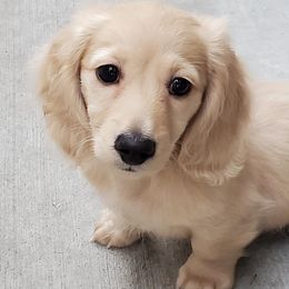 Dachshunds from Lonnie’s Dachshunds