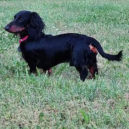 Dachshund Puppies from BlackPine Kennels