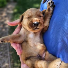 TomCat - Dark golden male Golden Retriever puppy in Calimesa, California from Coppertown Retrievers