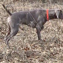TBA - Weimaraner