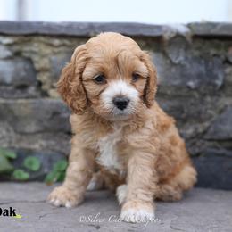 Oak - Red male Cockapoo puppy in Canastota, New York from Silver City Cockapoos