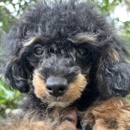 Jaylen - Phantom female Poodle puppy in Orlando, Florida, Florida from Denise’s Puppies