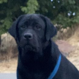 Monsoon - Labrador Retriever