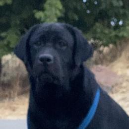 Monsoon - Labrador Retriever