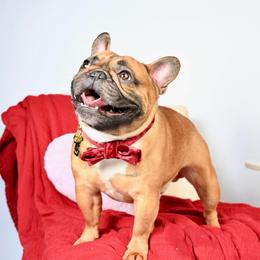 Ruhn - French Bulldog