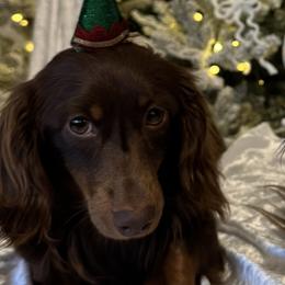 Marty - Dachshund