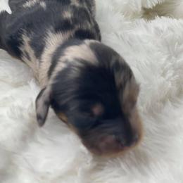 Dachshund Puppies from Hart Dachshunds