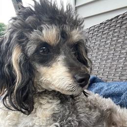 Libby - Poodle
