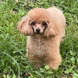 Yuli - Poodle