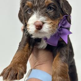 Nova - Tri-color female Bernedoodle puppy in Florence, South Carolina from Candy Doodles