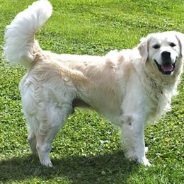 Winston Charles - Light golden male Golden Retriever puppy in Salem, Ohio from Golden Pride Retrievers