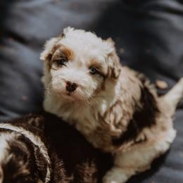 Aussiedoodle Puppies from Aunt Mae’s Doodles