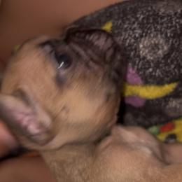 Maui - Fawn and white male French Bulldog puppy in Eunice, Louisiana from 4J's Cajun Kennels