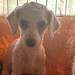 Miracle - Parti female Poodle puppy in Eden, Maryland from Canines  Unlimited