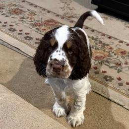 Beau - Liver white and tan male English Springer Spaniel puppy in Newport News, Virginia from Sara's English Springer Spaniels