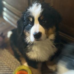 Bernese Mountain Dog Puppies from Wendy Gendreau's Bernese Mountain Dogs
