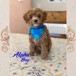 Alpha - Red  male Poodle puppy in Cedar City, Utah from Baird Poodles and Doodles