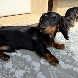Dachshund puppies from LovelylilDoxies