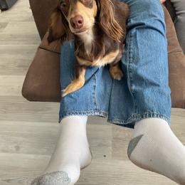 Annie - Dachshund