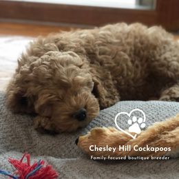 Cockapoo Puppies from Chesley Hill Cockapoos