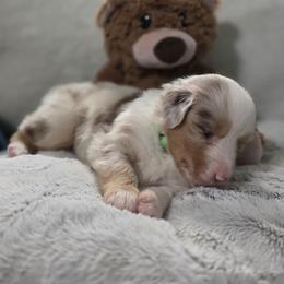 Green Collar - Red merle female Miniature American Shepherd puppy in Statesboro, Georgia from Azure Miniature American Shepherds