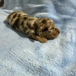 Rocky - Chocolate and cream male Dachshund puppy in Celina, Texas from Oak Bridge Farm