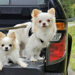 Chihuahua All Grown Up from D's Darling AKC Long Hair Chihuahuas