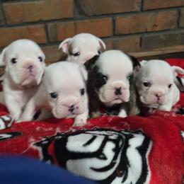 Bulldog Puppies from Chief Bulldogs