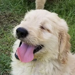 French Bulldog, Goldendoodle, and Golden Retriever Puppies from Crystal Coast Kennels, LLC