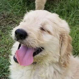 French Bulldog, Goldendoodle, and Golden Retriever Puppies from Crystal Coast Kennels, LLC