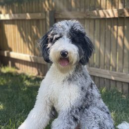 Muphy - Sheepadoodle