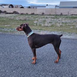 Lady - Doberman Pinscher