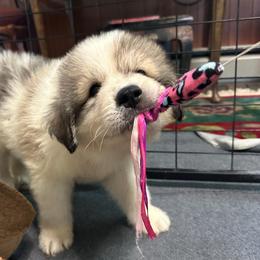 Finn - White and badger male Great Pyrenees puppy in Murfreesboro, Tennessee from Storybook Tails Farm