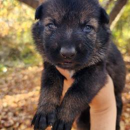 Blue Spruce - German Shepherd puppy from Reddington Shepherds