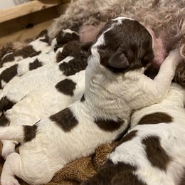 Girl 2 - Brown roan Lagotto Romagnolo puppy in Hendersonville, North Carolina from Wild Goods Lagotti