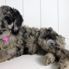 Double Doodle and Goldendoodle Puppies from Remi’s DoubleDoodles