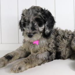 Double Doodle and Goldendoodle Puppies from Remi’s DoubleDoodles