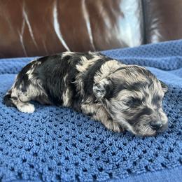 Maverick - Silver-beige  male Poodle puppy in Mayville, Michigan from Kathy Maize