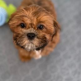 Brock - Red male Shih Tzu puppy in Stafford, Virginia from Bayview Pups