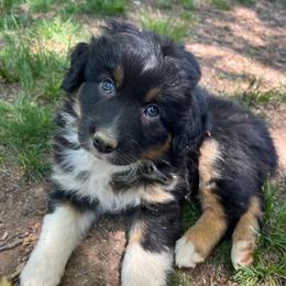 Glenn - Black tri-color male Australian Shepherd puppy in Scottsville, Virginia from Cedar Creek Aussies