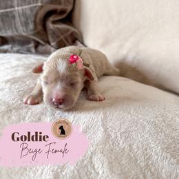 Goldie - Blue girl - Wheaten female Miniature Schnauzer puppy in Moro, Arkansas from Barkin’ Beauty Schnauzers