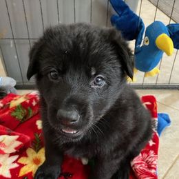 Saffron (yellow) - Black German Shepherd puppy in Near Richmond, Virginia from German Shepherds of Virginia