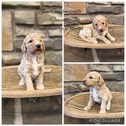Girl 1 - Apricot female Goldendoodle puppy in Lyman, Wyoming from Backcountry Doodles