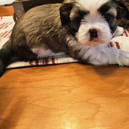 Girl 2 - Brindle and white female Shih Tzu puppy in Memphis, New York from Cross Lake King Cavs