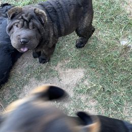 Chinese Shar-Pei, Cocker Spaniel, and Companion Cross Puppies from Mini Hippo Land