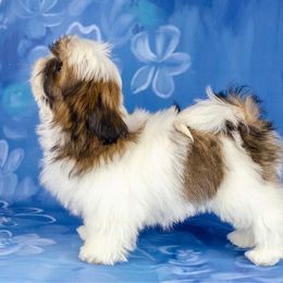 Shih Tzu Puppies from The Shih Tzu Life