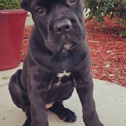 Cane Corso from Res Ipsa Kennels
