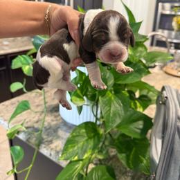 Female 3 - Tri-Roan female English Springer Spaniel puppy in Fairfield, California from Goldridge Springers