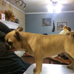 "samson" French Bulldog Puppies from Texas Express French Bulldogs