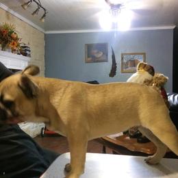"samson" French Bulldog Puppies from Texas Express French Bulldogs